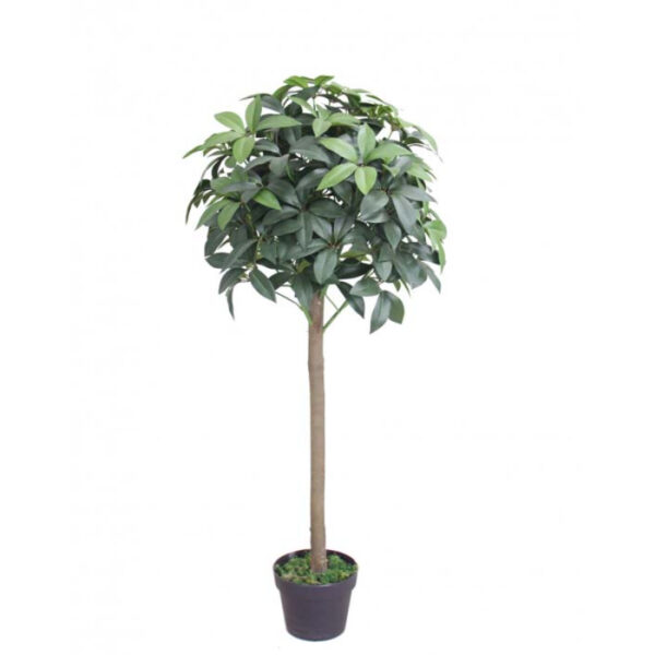 Photinia plant in black pot 120 cm